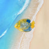 Conch Shell Hairpin Holiday Style Cute Small Hair Grab Japanese and Korean Small Exquisite Acrylic Side Clip Marine Hair Accessories
