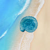 Conch Shell Hairpin Holiday Style Cute Small Hair Grab Japanese and Korean Small Exquisite Acrylic Side Clip Marine Hair Accessories