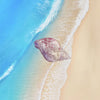 Conch Shell Hairpin Holiday Style Cute Small Hair Grab Japanese and Korean Small Exquisite Acrylic Side Clip Marine Hair Accessories